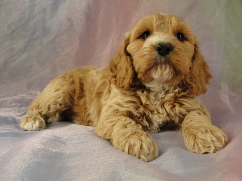 Male Cockapoo Puppy for sale #1 Born February 15, 2012